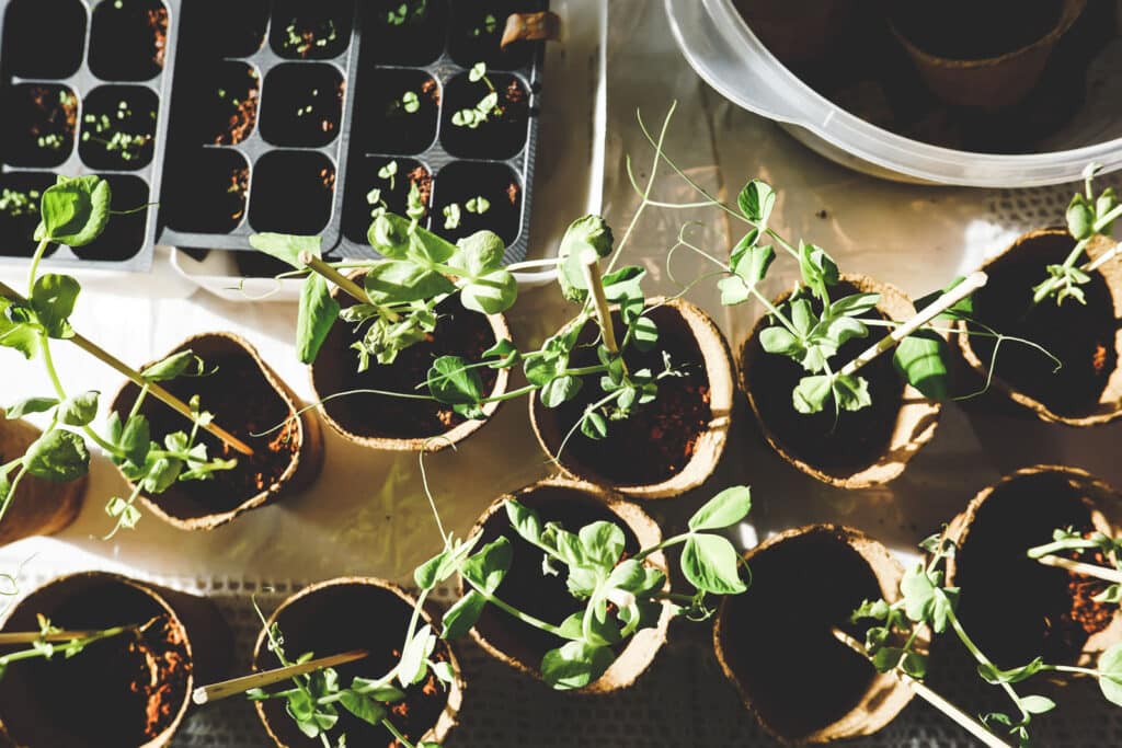 Alameda Post - seedlings