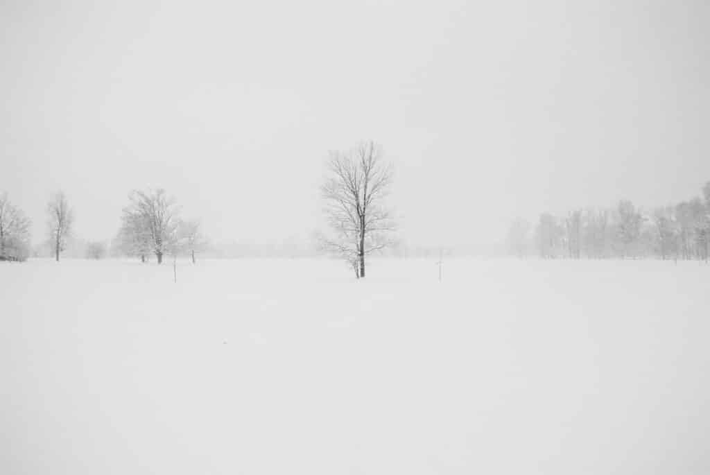 Alameda Post - a field of snow