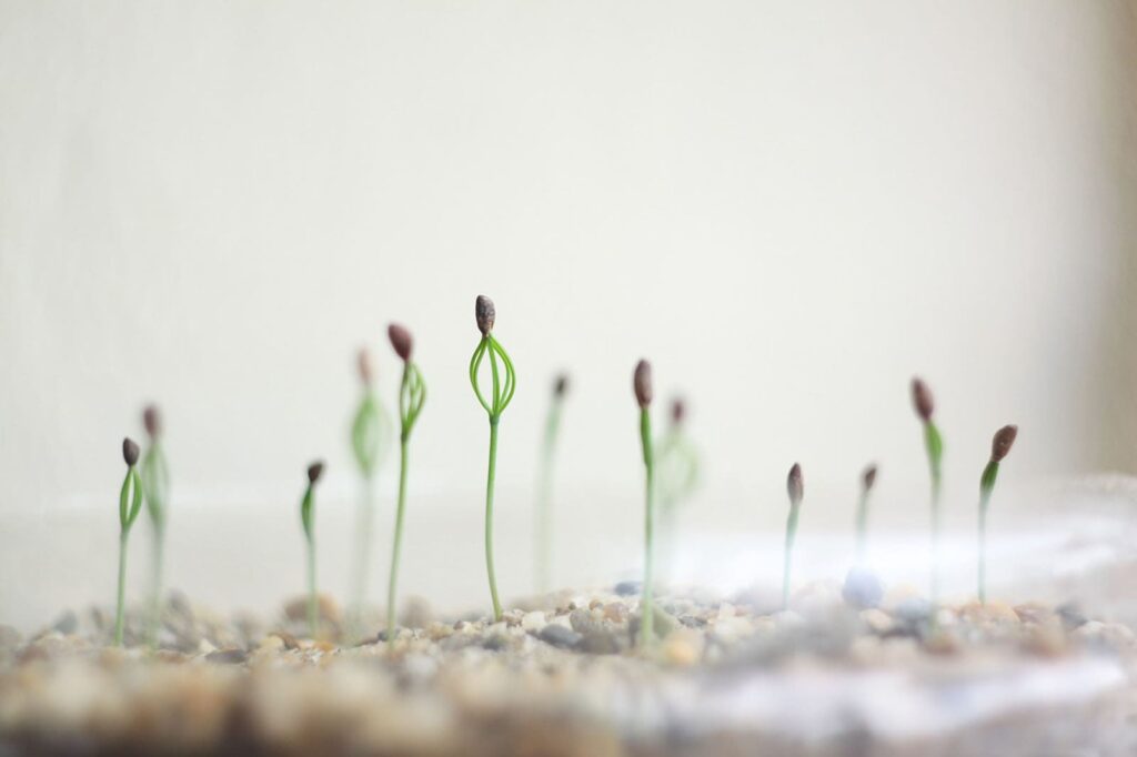 Alameda Post - small seed sprouts