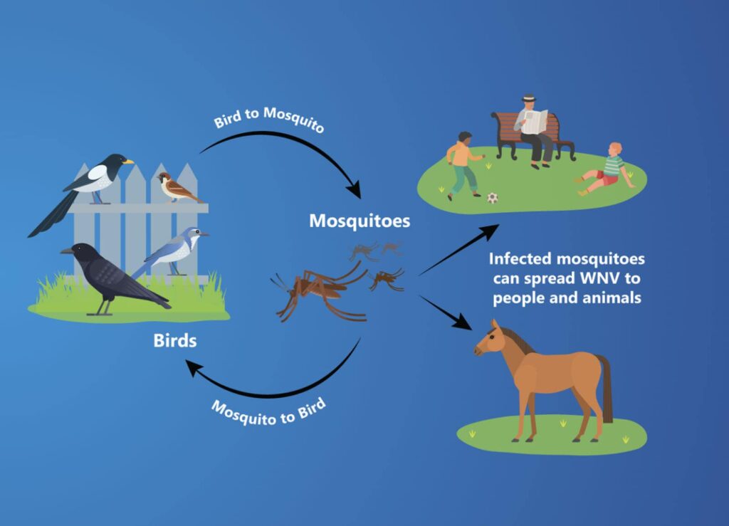 Alameda Post - a graphic for the transmission of west nile virus