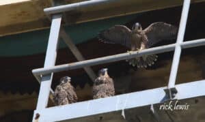 Alameda Post - three juvenile peregrine falcon chicks sit atop metal stairs or scaffolding. One of them spreads its wings while the other two look on