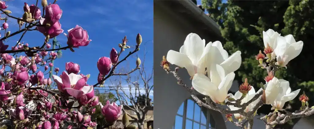 Alameda Post - Bear's-Eye View of Alameda for February 18, 2024. Magnolias are already in bloom!