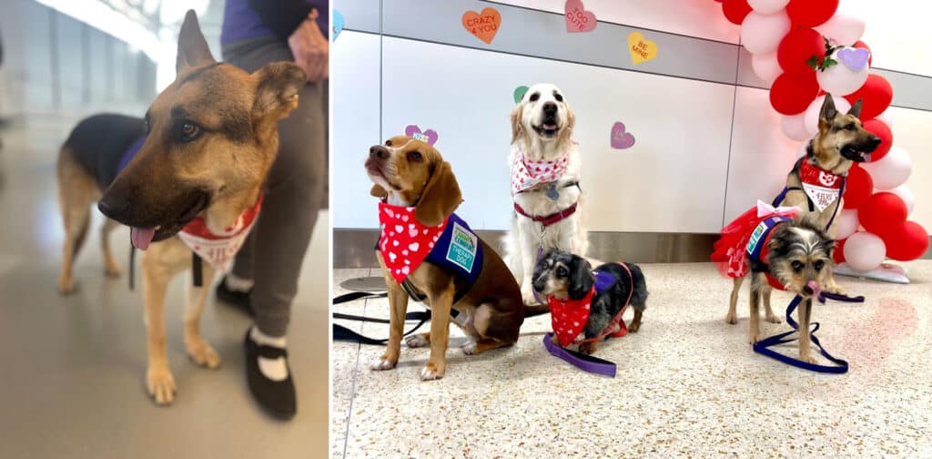 Alameda Post - photos of the dogs with the comfort pet therapy program