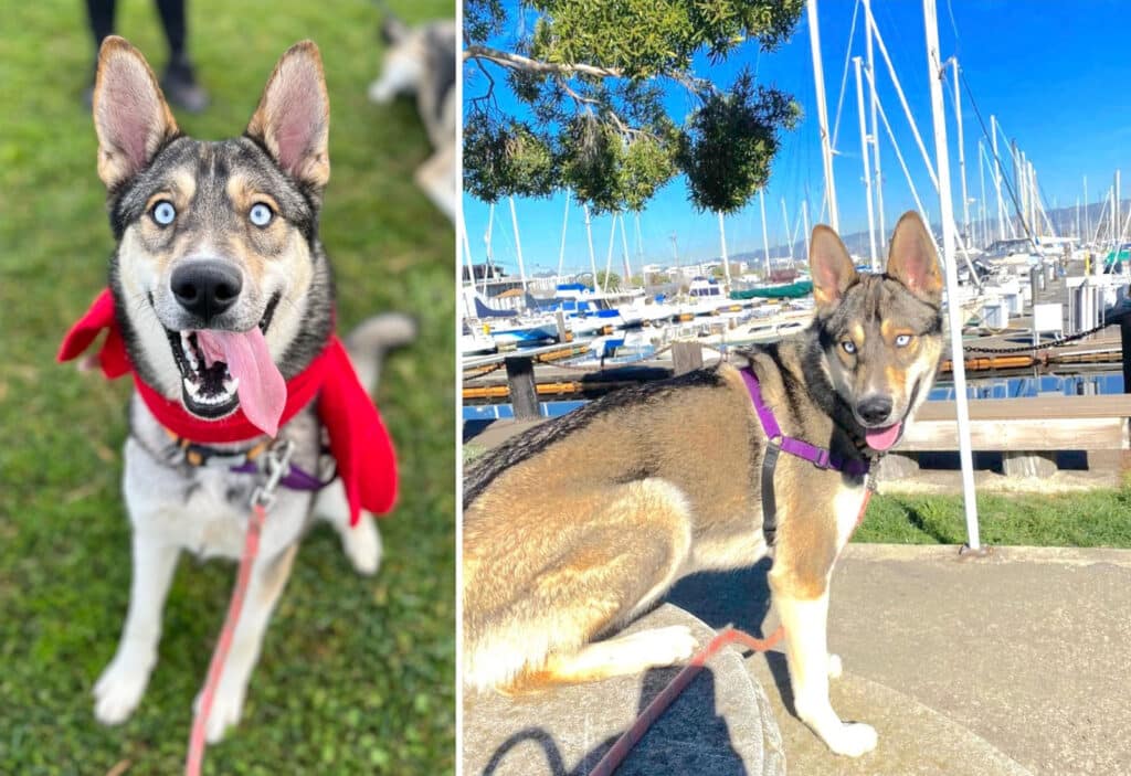 Alameda Post - reba the one year old husky available at FAAS