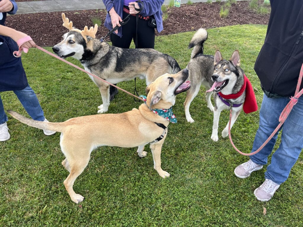 Alameda Post - Reba the husky socializes with other dogs