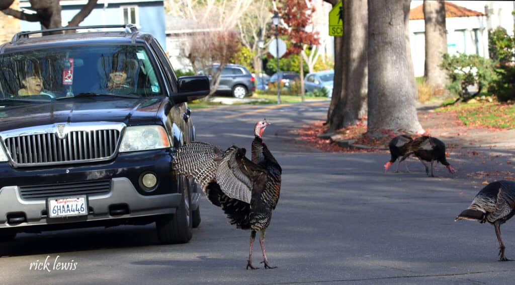 Alameda Post - turkeys cross the road while a car waits