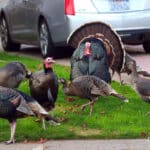 Alameda Post - a male turkey, female turkeys, and juveniles all on a lawn in Alameda
