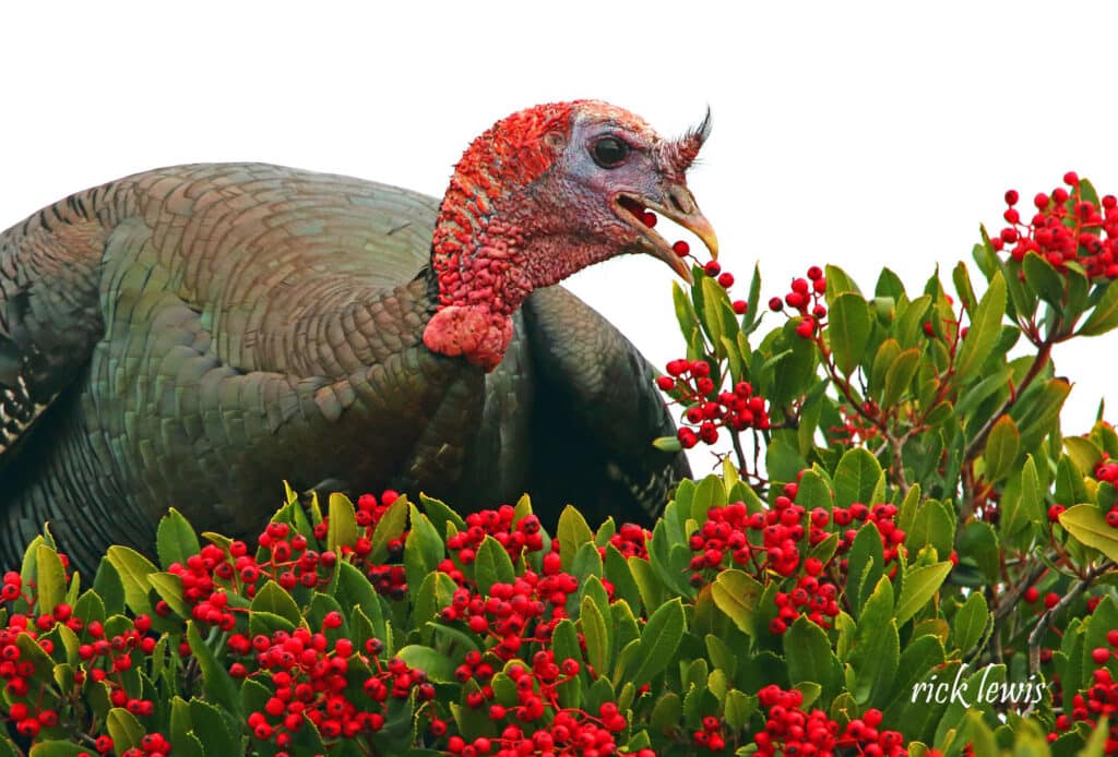 Alameda Post - a turkey eating berries