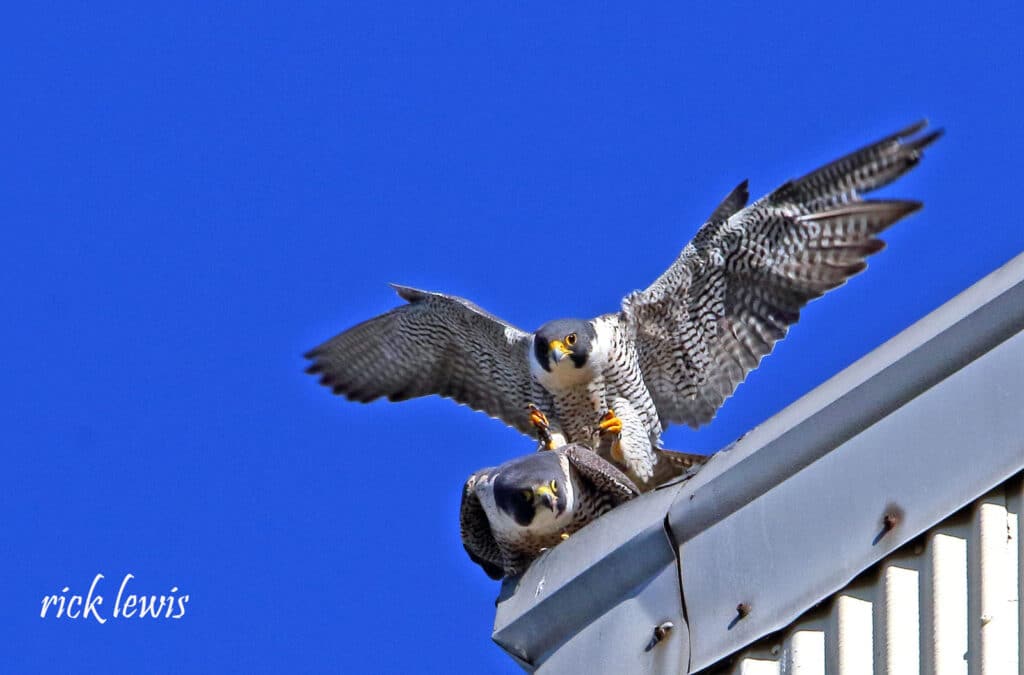 Alameda Post - Peregrine falcons mating on top of the Fruitvale Bridge. 