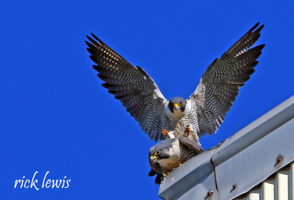 Alameda Post - Peregrine falcons mating on top of the Fruitvale Bridge. 