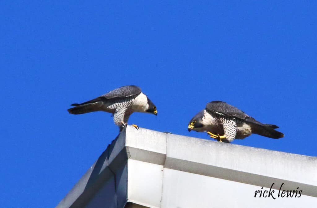 Alameda Post - two peregrine falcons on top of the Fruitvale Bridge