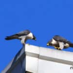 Alameda Post - two peregrine falcons on top of the Fruitvale Bridge