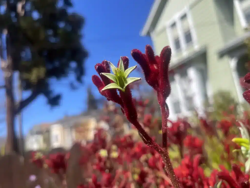 Alameda Post - A blooming kangaroo's paw