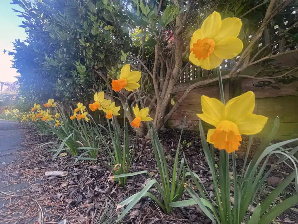 Alameda Post - Daffodils