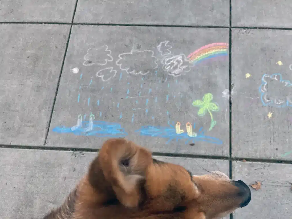 Alameda Post - Mouf checks out some new sidewalk chalk art.