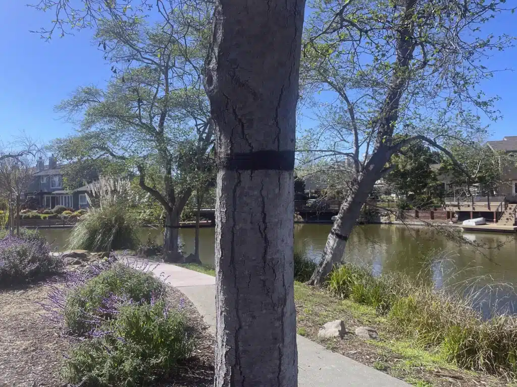 Alameda Post - one of the trees along the Harbor Bay Isle trail that features a black band painted around it