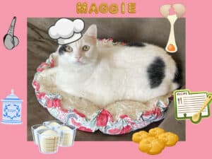 Alameda Post - Maggie the adoptable cat with baking graphics like a chef hat, egg, recipe car, sugar, and flour