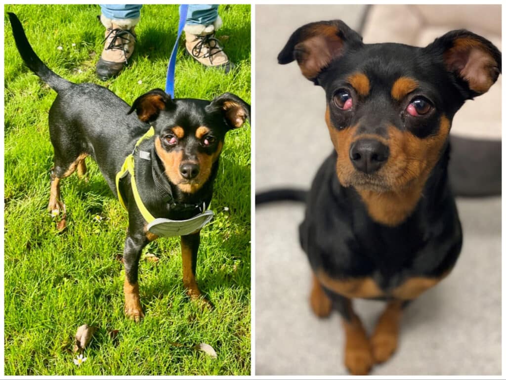 Alameda Post - A collage of Gina the dog