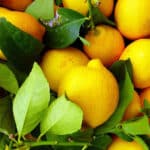Alameda Post - lemons