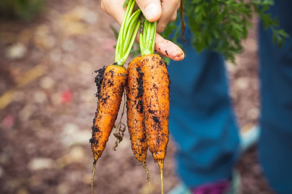 Alameda Post - a bunch of carrots freshly pulled from the dirt