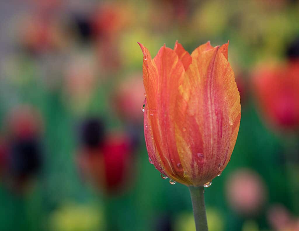 Alameda Post - tulip with rain drops on it