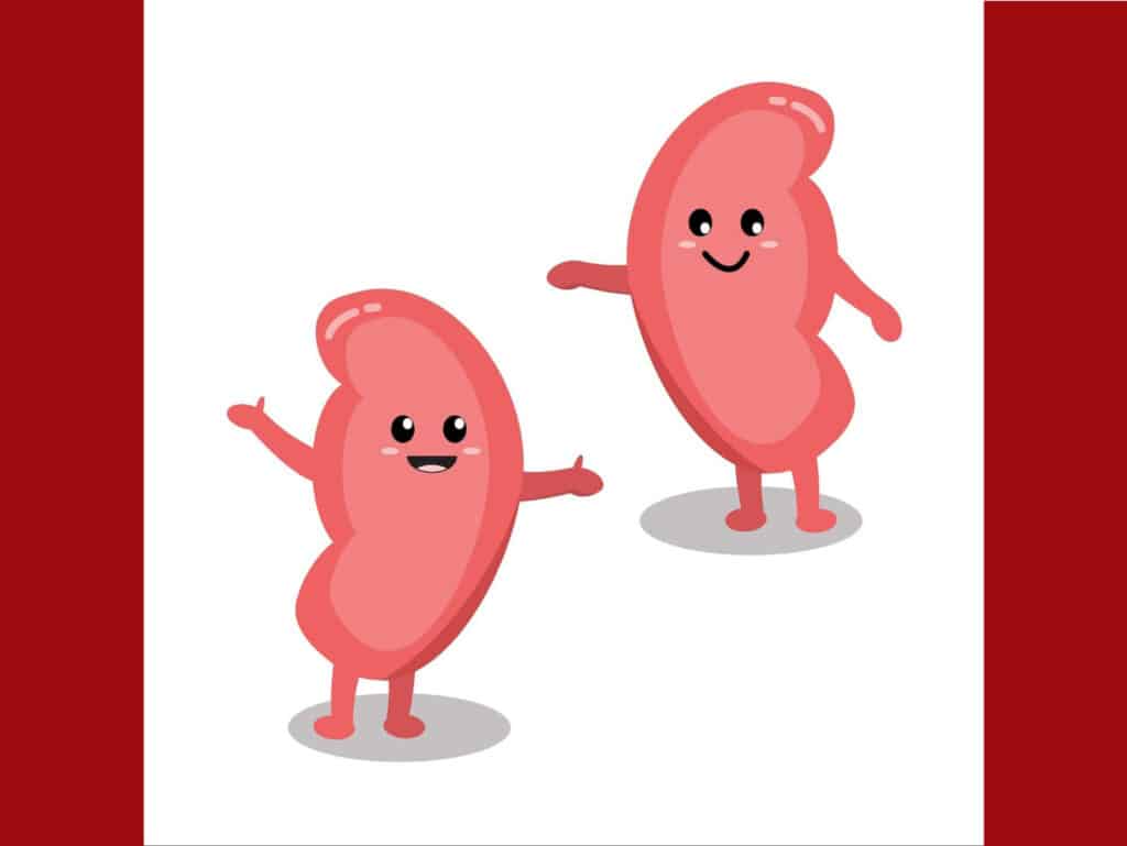 Alameda Post - smiling cartoon kidneys