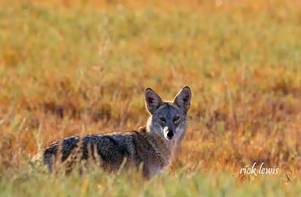 Alameda Post - a coyote in a field