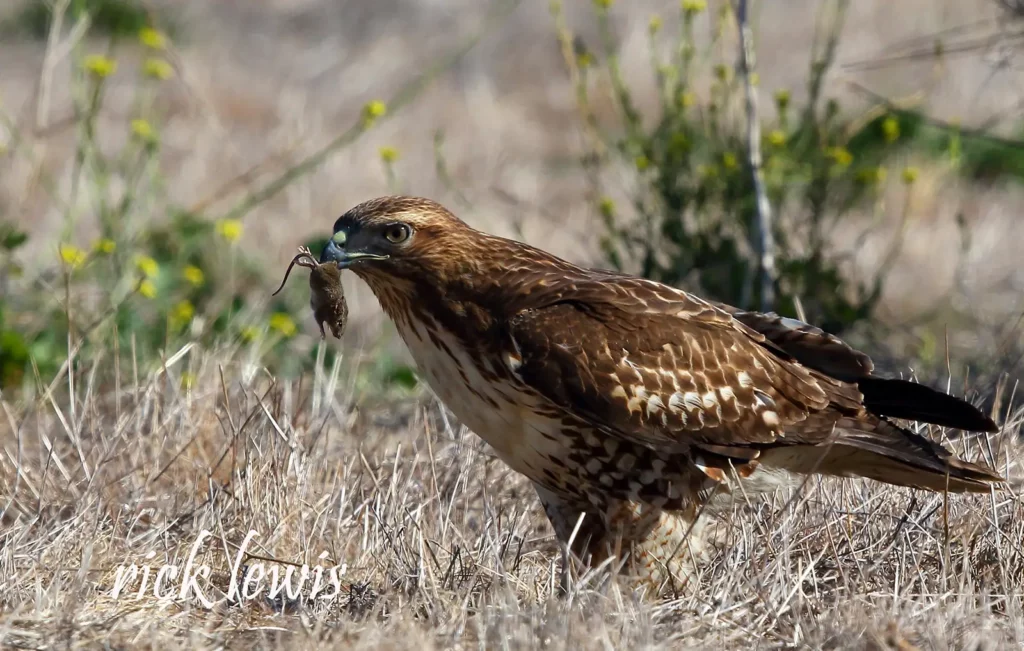 Alameda Post - a red-tailed hawk holds a rodent. Since birds eat rodents, an IPM strategy is much safer for them