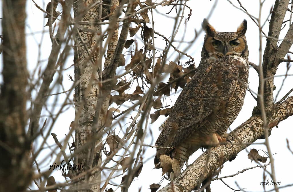 Alameda Post - a great horned owl sits in a tree