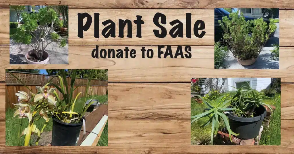 Alameda Post - purchase plants at Mouf's yardsale to benefit FAAS's Starfish fund.