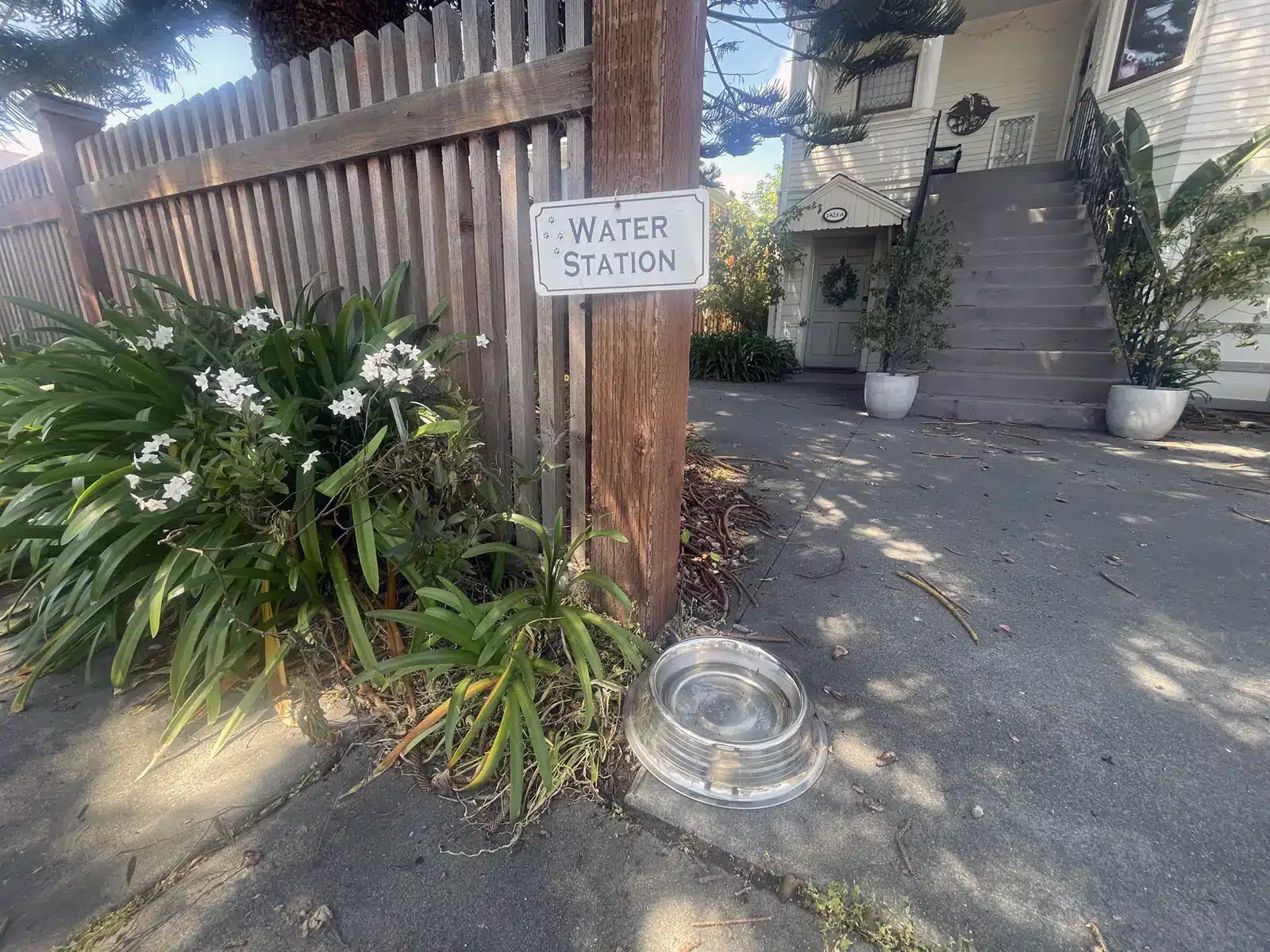 Alameda Post - a water dish left outside for dogs to drink from