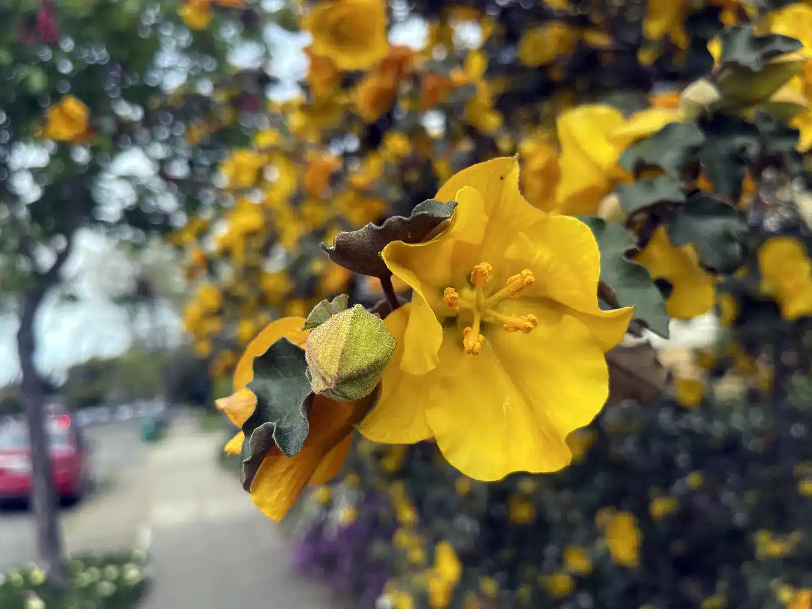 Alameda Post - pretty yellow flowers