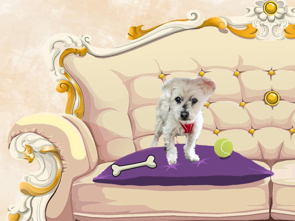 Alameda Post - a graphic of Gorgeous George on a cartoon luxury sofa with cushions and toys around him