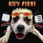 Alameda Post - Guy Fieri the adoptable dog in a graphic. He has the hair and sunglasses of the real life Guy Fieri