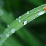 Alameda Post - a ladybug on a wet piece of grass