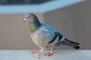 Alameda Post - a pigeon