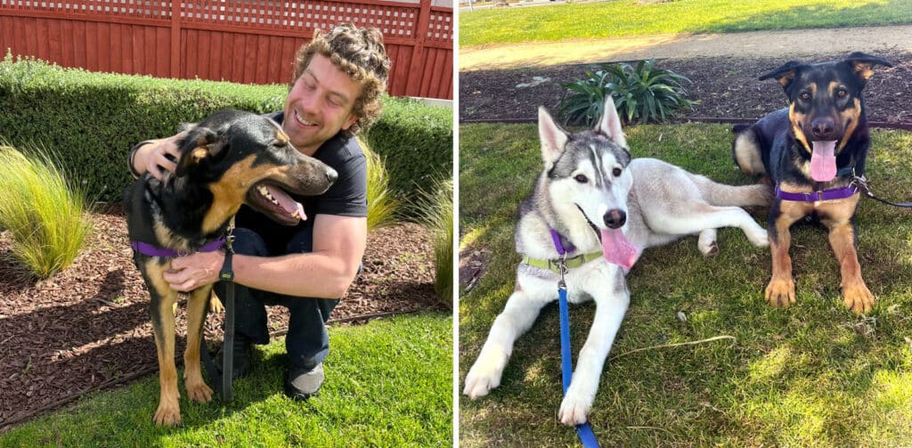 Alameda Post - Samson the dog in photos with a human and dog friend