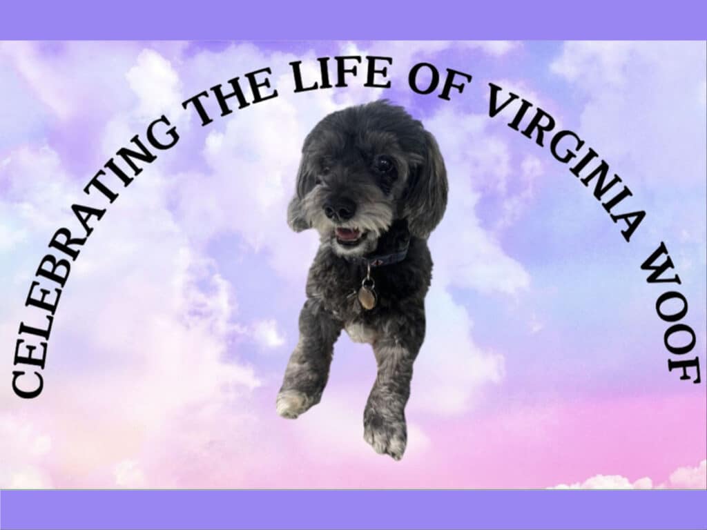 Alameda Post - Virginia Woof, the dog, on a pastel sky background with the words "Celebrating the life of Virginia Woof"