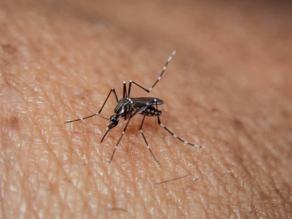 Alameda Post - a mosquito biting a person