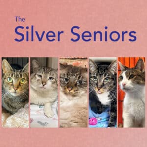 Alameda Post - five adoptable senior cats