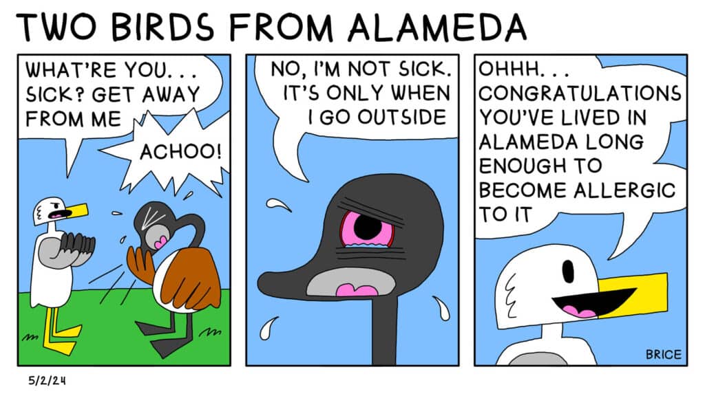 Alameda Post - Two Birds from Alameda for May 2, 2024. First Panel: Seagull says to Goose, "What're you... sick? Get away from me." Goose sneezes into their wing. Second Panel: Goose has red, watery eyes and says, "No I'm not sick. It's only when I go outside." Third and final panel: Seagull says, "Oh... congratulations. You've lived in Alameda long enough to become allergic to it."