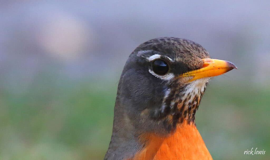 Alameda Post - an American robin