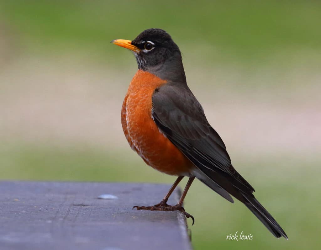 Alameda Post - an American robin