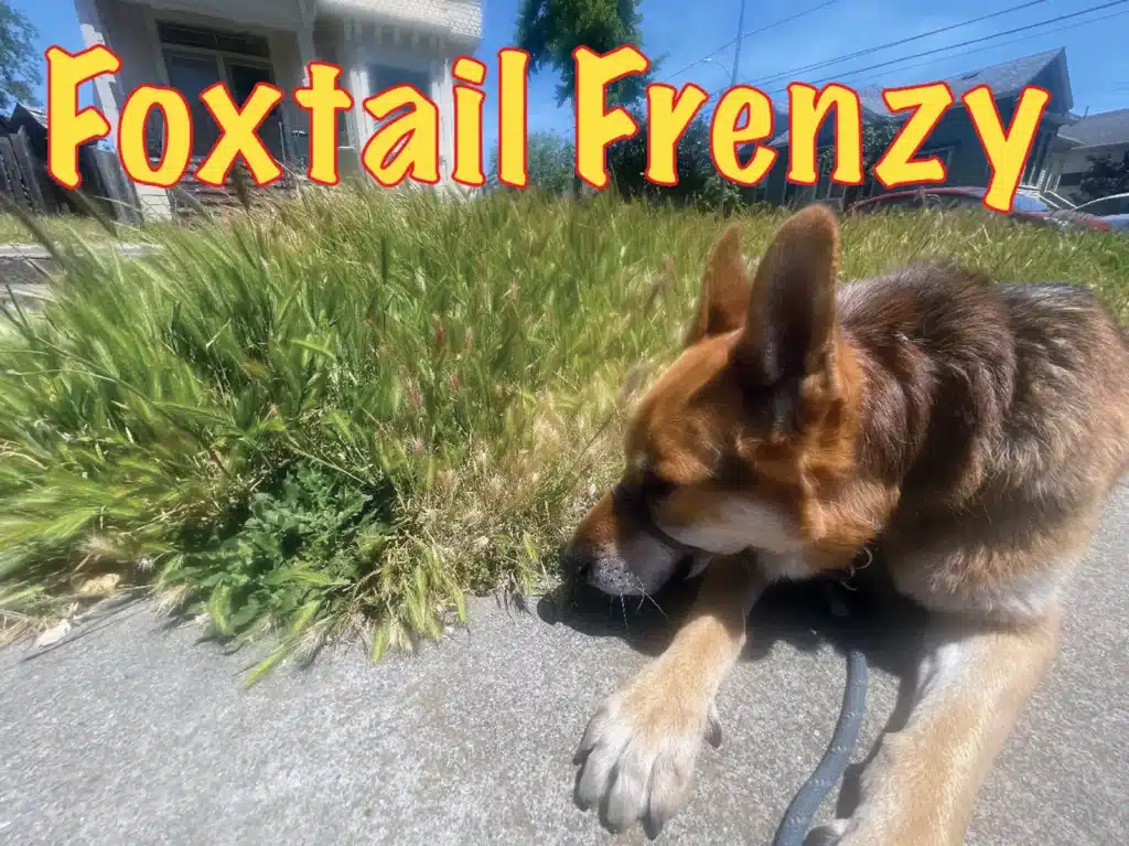 Alameda Post - Foxtail Frenzy title, with a photo of Mouf the Dog lying next to foxtail grass