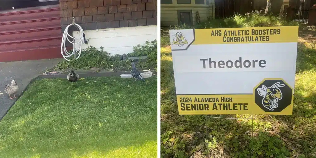 Alameda Post - on the left, three mallard ducks. On the right, a sign congratulating Theodore, an Alameda High School Senior Athlete