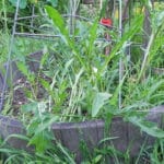 Alameda Post - Arugula growing in a large pot.
