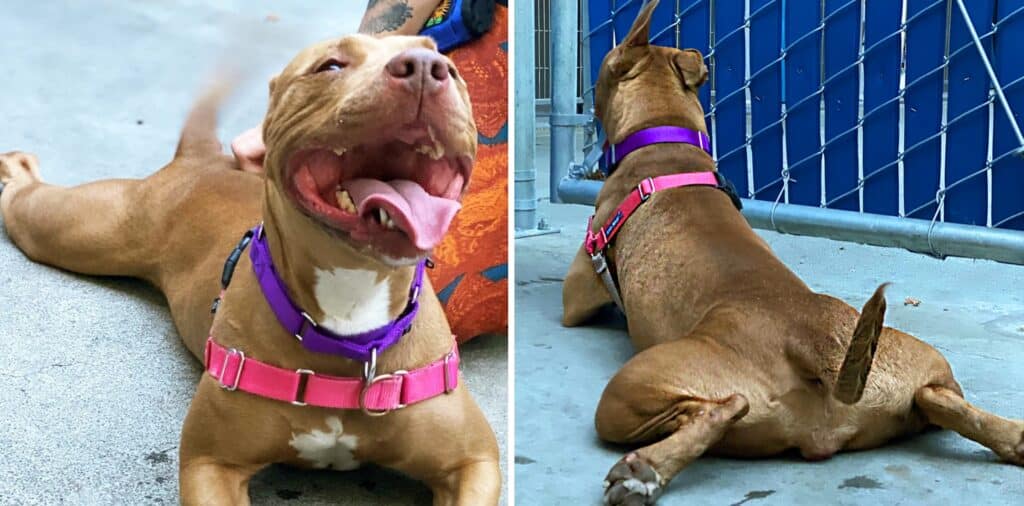 Alameda Post - Cheyenne the adoptable dog smiles and sploots