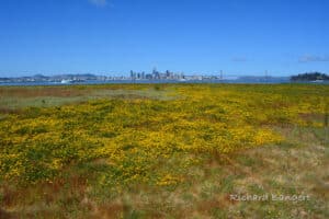 Alameda Post - flowers in a field at Alameda Point