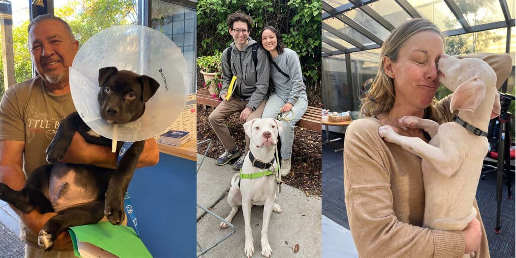 Alameda Post - three photos, in the first a smiling man holds a dog wearing a protective cone; in the second, a couple embraces while holding a dog on a leash, and in the third a dog licks the face of a woman with her eyes closed
