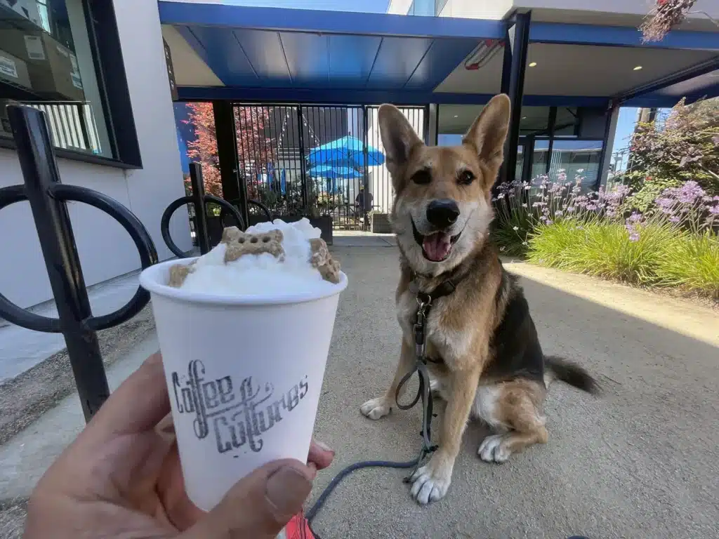 Alameda Post - Mouf the dog poses with a puppacino treat from Coffee Cultures